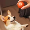 Dog-Toy-Ball-Automatic-Moving-Bouncing-Rolling-Ball-USB-Smart-puppy-Interactive-Dog-Chew-Toy-Ball-4.webp